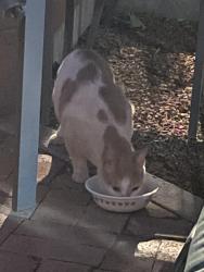 Found/Stray Unknown Cat last seen Roma and Maple Streets NE, Albuquerque, NM 87106