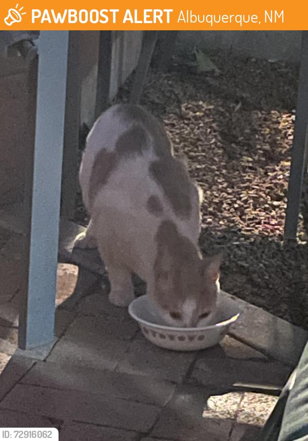 Found/Stray Unknown Cat last seen Roma and Maple Streets NE, Albuquerque, NM 87106