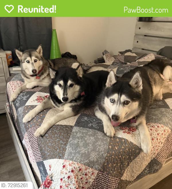 Reunited Female Dog last seen Cypress Bay neighborhood , Palm Bay, FL 32909