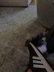 Reunited Female Dog last seen Near ne 132 nd ave , Portland, OR 97230