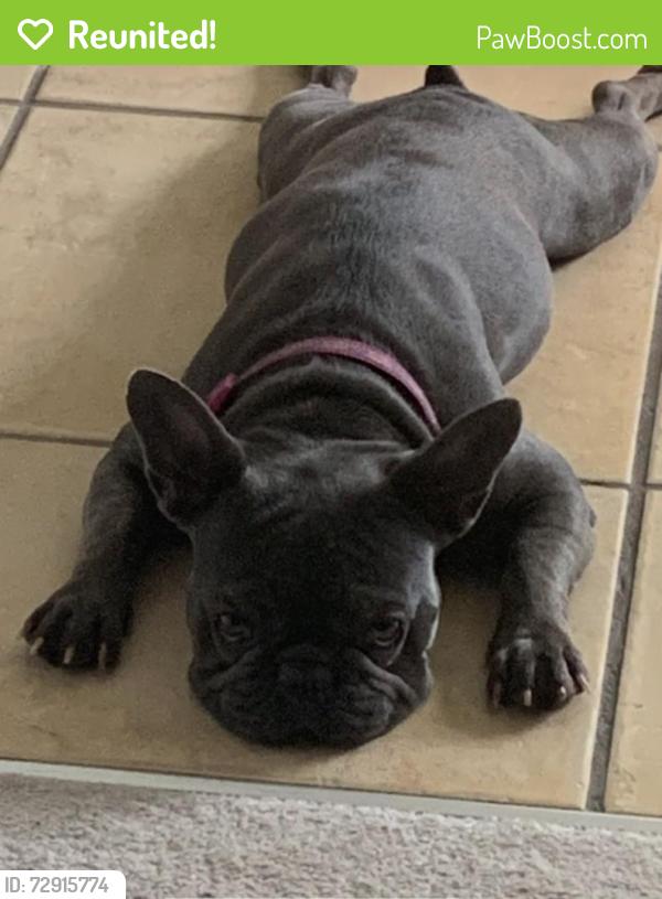 Reunited Female Dog last seen Cactus , Las Vegas, NV 89183