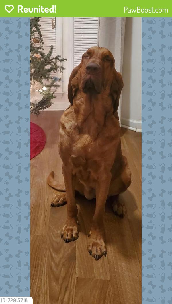 Reunited Female Dog last seen Near Henny place and 6 Forks Rd, Raleigh, NC 27614