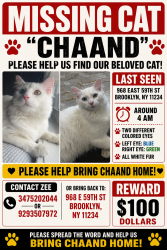 Reunited Male Cat last seen Near E 59Th St , Brooklyn, NY 11234