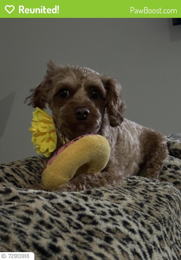 Reunited Female Dog last seen Berkeley Heights Elementary School and local park , Berkeley Heights, NJ 07922