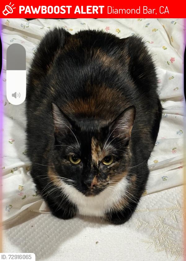 Lost Female Cat last seen Viento Verano dr, Diamond Bar, CA 91765