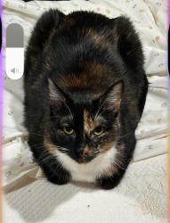 Lost Female Cat last seen Viento Verano dr, Diamond Bar, CA 91765