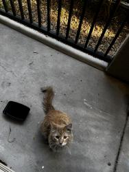 Found/Stray Male Cat last seen Durango and Deer Springs , Las Vegas, NV 89149
