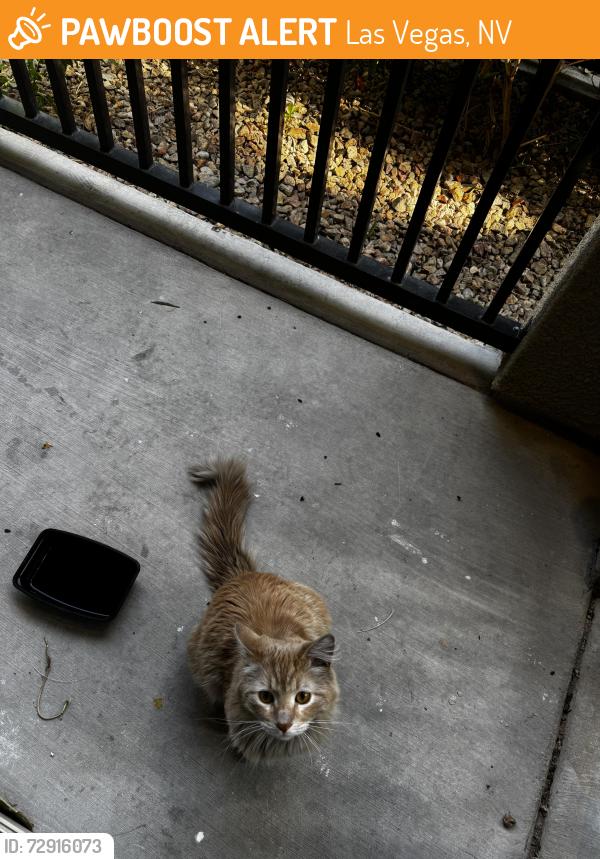 Found/Stray Male Cat last seen Durango and Deer Springs , Las Vegas, NV 89149