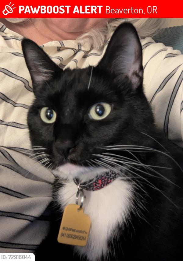 Lost Female Cat last seen Murray rd & Scholls Ferry Rd, Beaverton, OR 97007