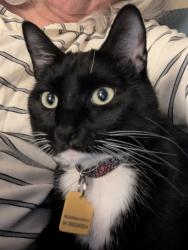 Lost Female Cat last seen Murray rd & Scholls Ferry Rd, Beaverton, OR 97007