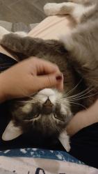 Reunited Male Cat last seen Houghton and Plaza realiza , Vail, AZ 85641