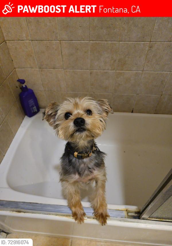 Lost Male Dog last seen Fontana near Merrill and Juniper Avenue., Fontana, CA 92335