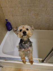 Lost Male Dog last seen Fontana near Merrill and Juniper Avenue., Fontana, CA 92335