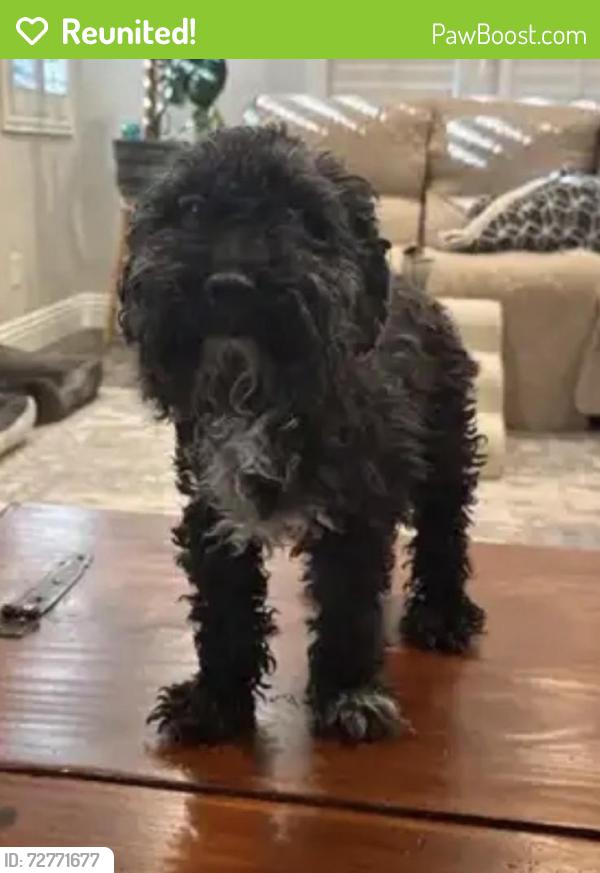Reunited Male Dog last seen Azure/Rio Vista (near Ranch House restaurant), Las Vegas, NV 89130