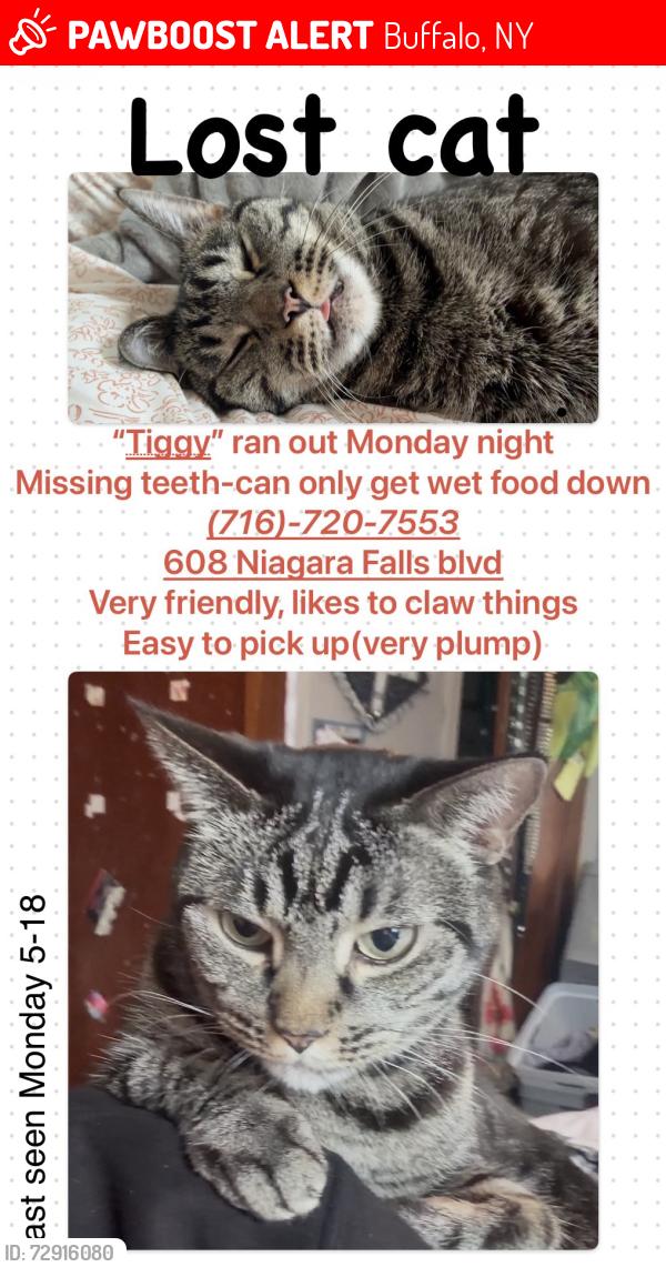 Lost Female Cat last seen Niagra falls blvd and Lincoln park , Buffalo, NY 14223