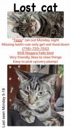 Lost Female Cat last seen Niagra falls blvd and Lincoln park , Buffalo, NY 14223