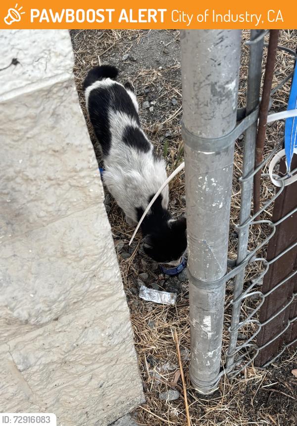 Found/Stray Unknown Cat last seen Stimson and Gale, City of Industry, CA 91745