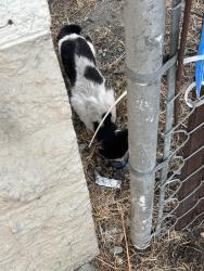Found/Stray Unknown Cat last seen Stimson and Gale, City of Industry, CA 91745