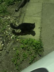 Found/Stray Female Cat last seen One block south of the Ingersoll Price Chopper. , Des Moines, IA 50312
