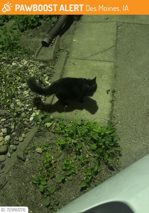 Found/Stray Female Cat last seen One block south of the Ingersoll Price Chopper. , Des Moines, IA 50312