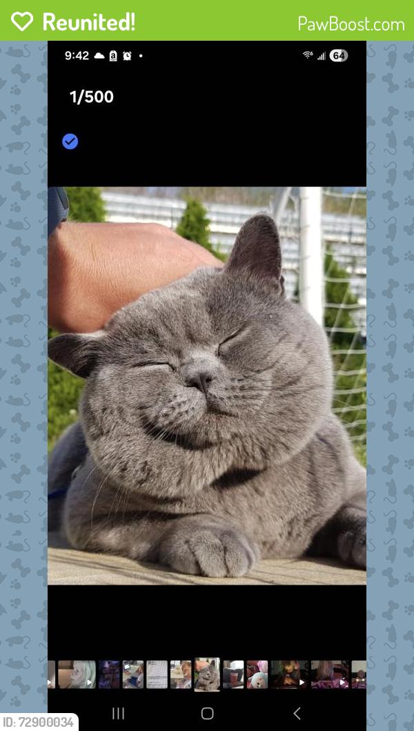 Reunited Male Cat last seen Saw Palmetto Pkwy, seedling ter, Punta Gorda, FL 33982