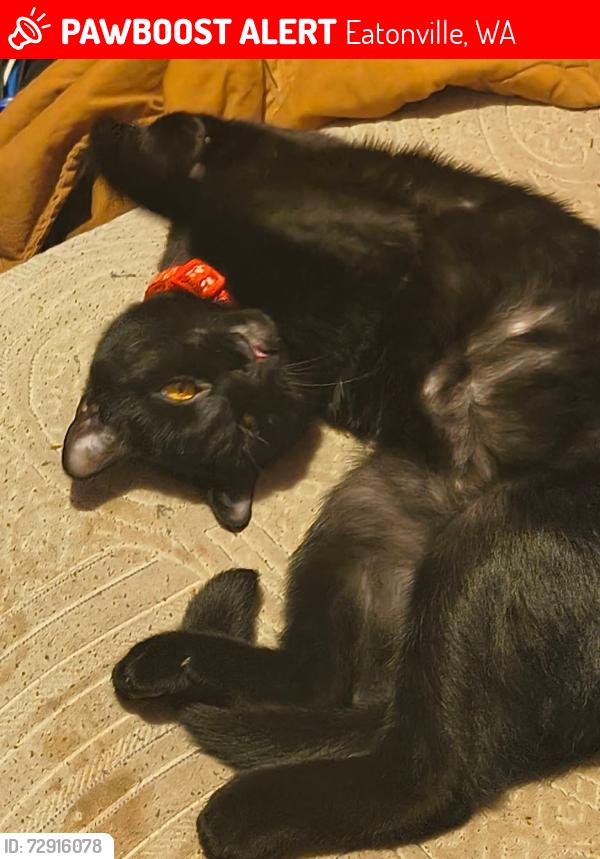 Lost Male Cat last seen Tanwax blvd, Eatonville, WA 98328