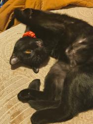 Lost Male Cat last seen Tanwax blvd, Eatonville, WA 98328
