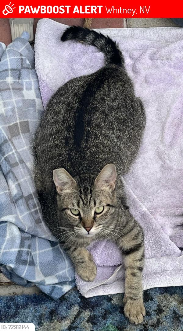 Lost Female Cat last seen E Frances Celia AVE street, Whitney, NV 89122