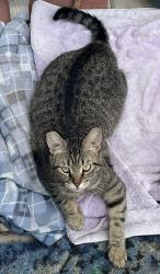 Lost Female Cat last seen E Frances Celia AVE street, Whitney, NV 89122