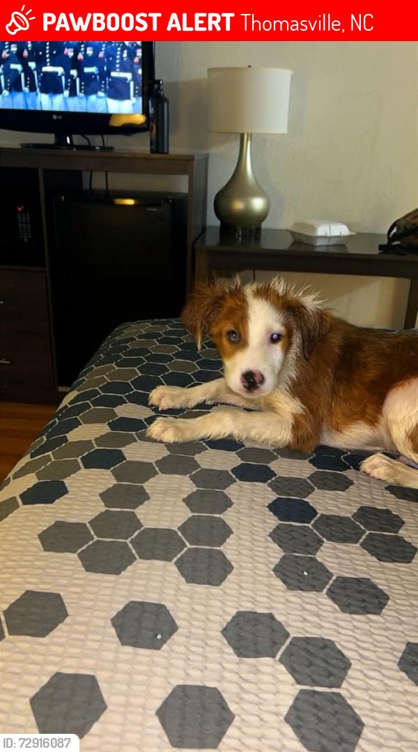 Lost Unknown Dog last seen Thomasville NC, Thomasville, NC 27360