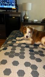 Lost Unknown Dog last seen Thomasville NC, Thomasville, NC 27360