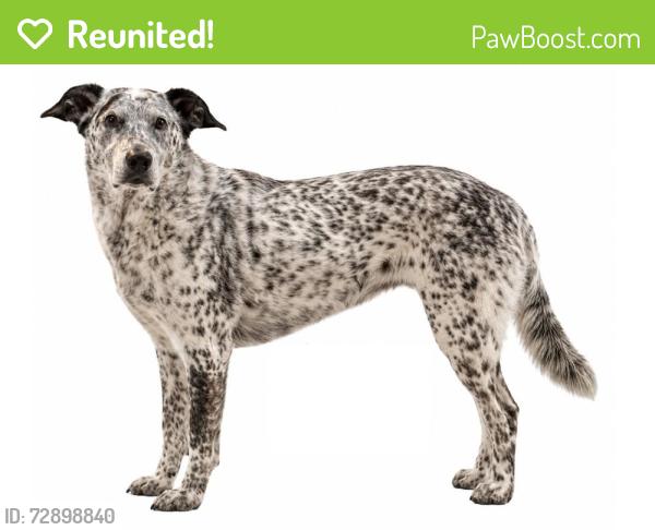 Reunited Male Dog last seen 241st and 75th street, Bradenton, FL 34211