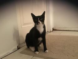 Lost Male Cat last seen The heights in Jupiter , Jupiter, FL 33458