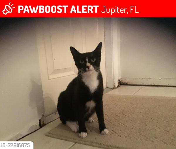 Lost Male Cat last seen The heights in Jupiter , Jupiter, FL 33458