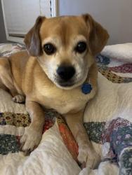 Lost Male Dog last seen North Louise and Victor, Saint James, MO 65559