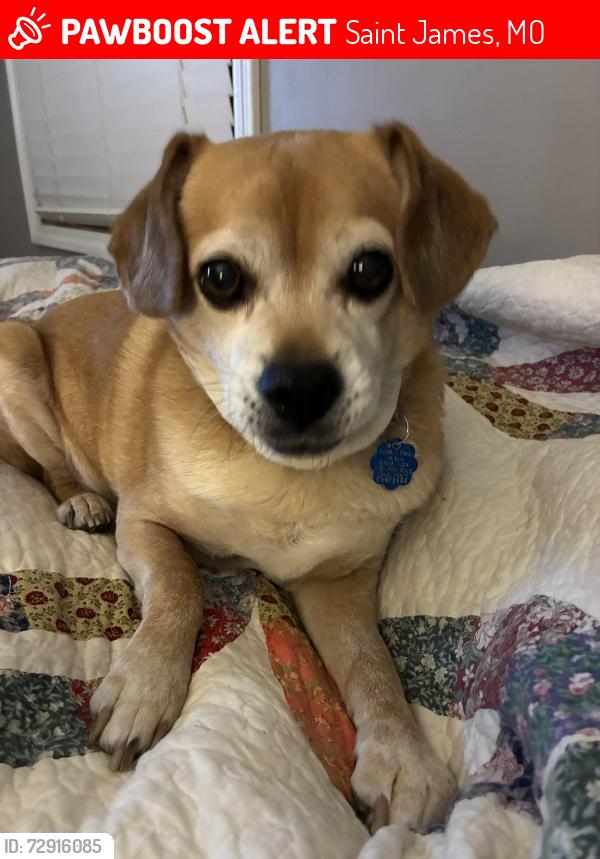 Lost Male Dog last seen North Louise and Victor, Saint James, MO 65559