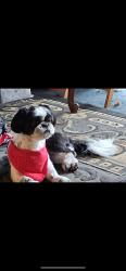 Reunited Male Dog last seen Near Parnell Ave, San Antonio, TX 78224, USA, San Antonio, TX 78224