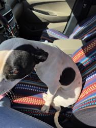 Found/Stray Female Dog last seen 42nd and westgate, Odessa, TX 79764