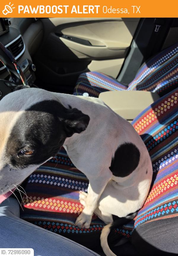 Found/Stray Female Dog last seen 42nd and westgate, Odessa, TX 79764
