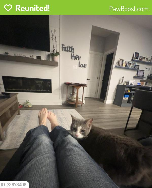 Reunited Male Cat last seen Deer Creek Conservation Area, Southwold, ON N0L