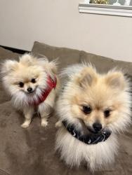 Lost Male Dog last seen Western center blvd, Watauga, TX 76137