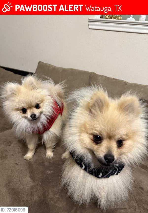 Lost Male Dog last seen Western center blvd, Watauga, TX 76137