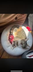 Reunited Female Cat last seen Near Sheffield Ct, Toledo, OH 43623, USA, Toledo, OH 43623