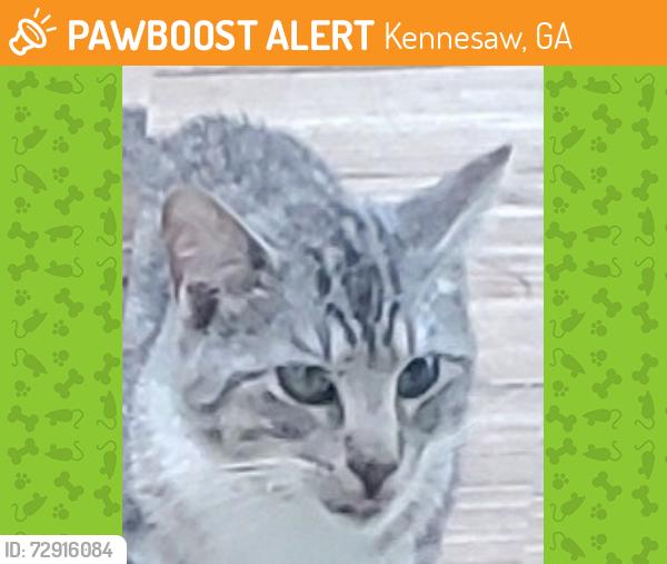Found/Stray Unknown Cat last seen Pine Mountain Rd, Kennesaw, GA 30152