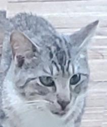 Found/Stray Unknown Cat last seen Pine Mountain Rd, Kennesaw, GA 30152