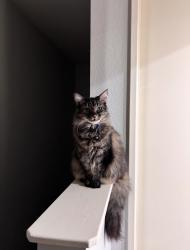 Reunited Male Cat last seen 7th st and Newport Ave, Long Beach, CA 90804