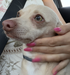 Found/Stray Male Dog last seen Near rives Ave, Downey, CA 90242