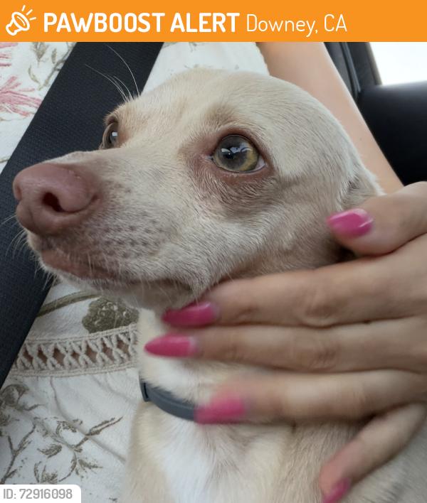 Found/Stray Male Dog last seen Near rives Ave, Downey, CA 90242