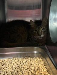 Shelter Stray Female Cat last seen Near BLOCK BARRETT RD, Jacksonville, FL 32204