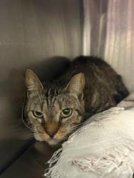 Shelter Stray Female Cat last seen Near BLOCK BARRETT RD, Jacksonville, FL 32204